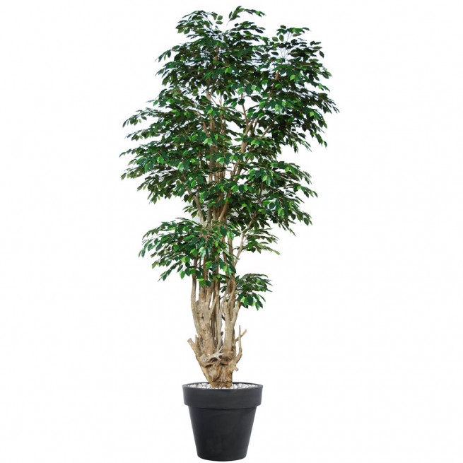 Planta semi-artificiala Ila, Ficus Exotica Malabar Lux Green - 350 cm